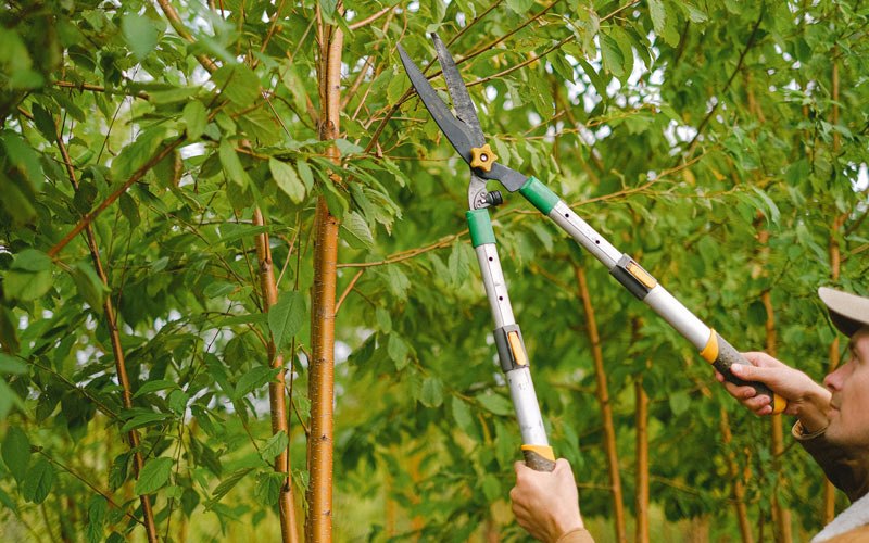 Tree trimming in Honolulu, HI